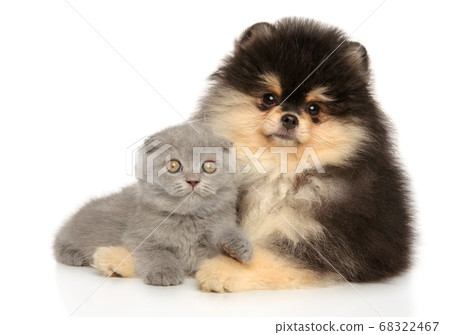 Scottish fold and Pomeranian puppy together Scottish fold and Pomeranian puppy together 68322467
