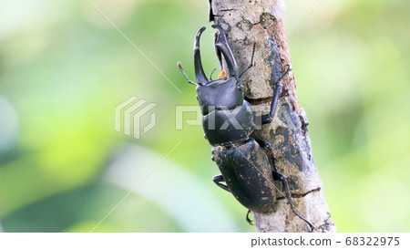 雄性甲蟲在柳樹枝上棲息 雄性甲蟲在柳樹枝上棲息 68322975