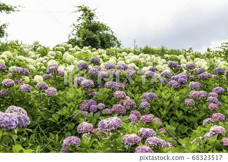 Ka Haya's Village Hydrangea Festival Ka Haya's Village Hydrangea Festival 68323517