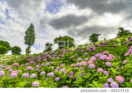 Ka Haya's Village Hydrangea Festival 68323518