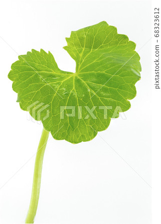 Centella asiatica Urban Centella asiatica Urban 68323612