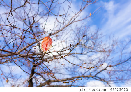 Maple dead leaves and blue sky 68323670