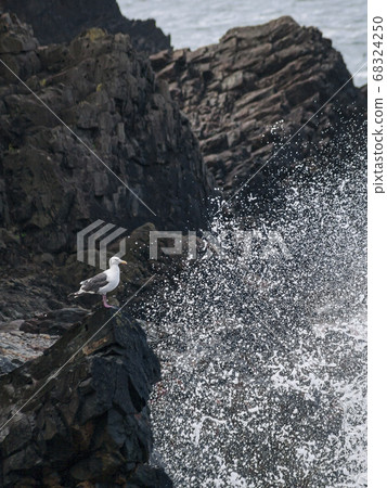 Rough waves and seagulls breaking waves (great end) Rough waves and seagulls breaking waves (great end) 68324250