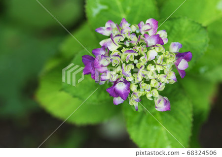 Hydrangea Hydrangea 68324506