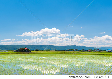 映襯藍天的稻田/北海道農業 68324961