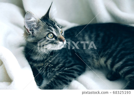 Funny gray tabby cute kitten with beautiful big eyes on soft, fluffy light blanket Funny gray tabby cute kitten with beautiful big eyes on soft, fluffy light blanket 68325193