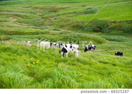Vast farms and dairy cows in Hokkaido / Tomicho, Hokkaido Vast farms and dairy cows in Hokkaido / Tomicho, Hokkaido 68325287