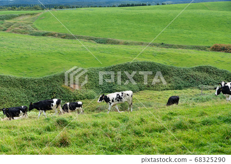 Vast farms and dairy cows in Hokkaido / Tomicho, Hokkaido Vast farms and dairy cows in Hokkaido / Tomicho, Hokkaido 68325290