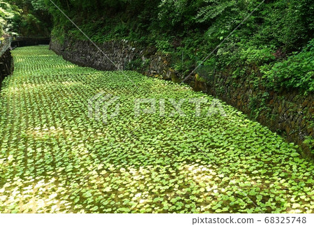 Wasabi field wasabi texture Izu Wasabi field wasabi texture Izu 68325748