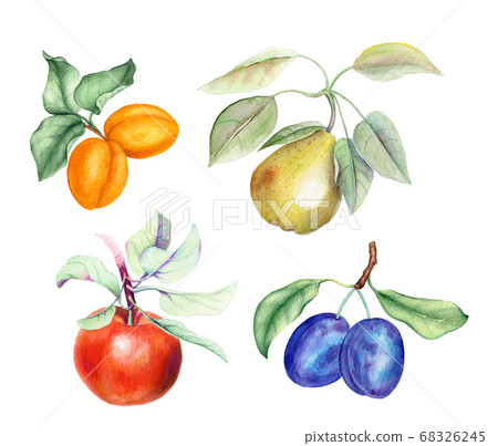 Set of apricot, pear, apple and plum fruits branches with green leaves 68326245