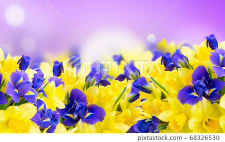 bouquet of daffodil and iris flowers 68326530