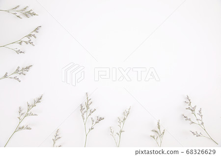Caspia flower little purple flower plant isolated in white background in top view Caspia flower little purple flower plant isolated in white background in top view 68326629