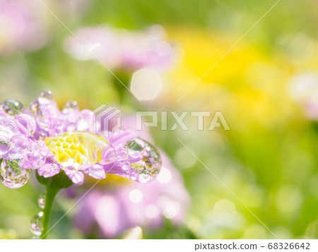 little pink flower in close up with raindrop in green background for space 68326642