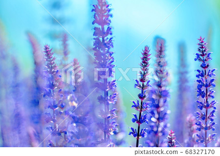 Plant Plant 68327170