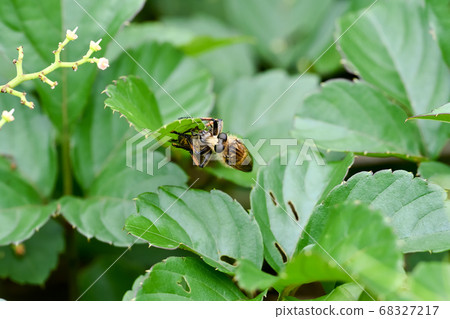 Shioyaabu Shioyaabu 68327217