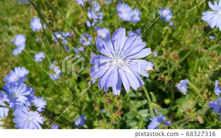 Beautiful blue chicory flower 68327316