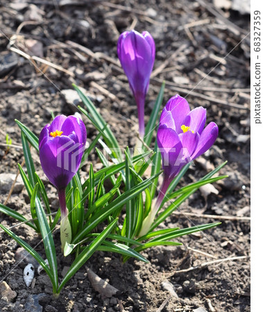 The first bright spring flowers are crocuses 68327359