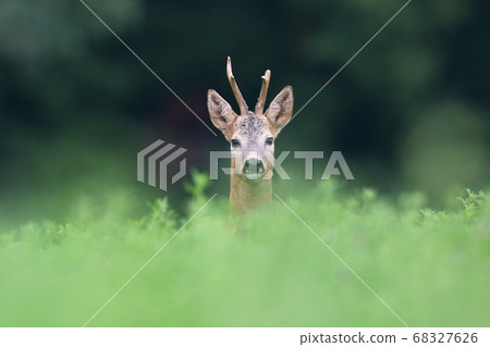 Roe deer peeping from grass in summertime nature. Roe deer peeping from grass in summertime nature. 68327626