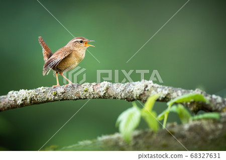 Eurasian wren singing on bough in spring nature. Eurasian wren singing on bough in spring nature. 68327631