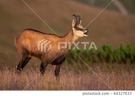 Tatra chamois bleating on meadow in summer nature. Tatra chamois bleating on meadow in summer nature. 68327633