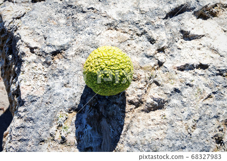 Adam's apple on the seashore. 68327983