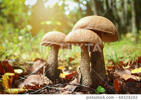 Large wild boletus mushrooms in the forest Large wild boletus mushrooms in the forest 68328282