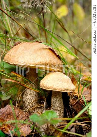 Large wild boletus mushrooms in the forest Large wild boletus mushrooms in the forest 68328283