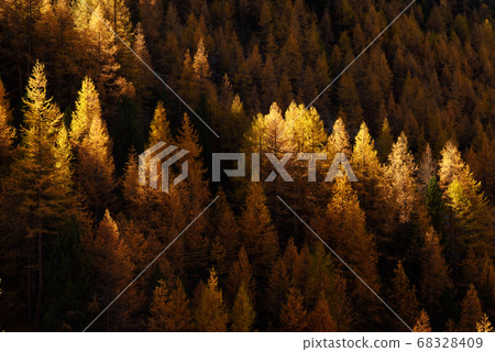 Beautiful evergreen forest with larch trees Beautiful evergreen forest with larch trees 68328409