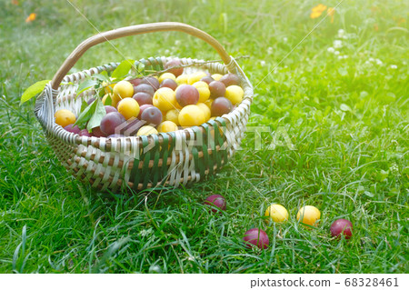 Ripe cherry plum in a wicker basket on a background of green grass 68328461