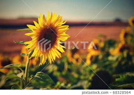 Flower Sunflowers. Blooming in farm - field with blue sky. Beautiful natural colored background. Flower Sunflowers. Blooming in farm - field with blue sky. Beautiful natural colored background. 68328564