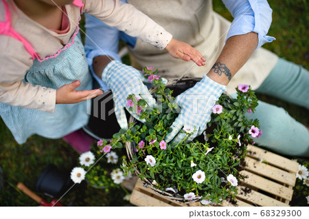 Top view of senior grandmother with small granddaughter gardening outdoors in summer. Top view of senior grandmother with small granddaughter gardening outdoors in summer. 68329300