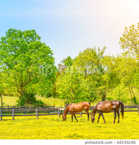 Bluegrass horse farm Bluegrass horse farm 68330286