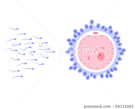 Reproductive system concept 68332085