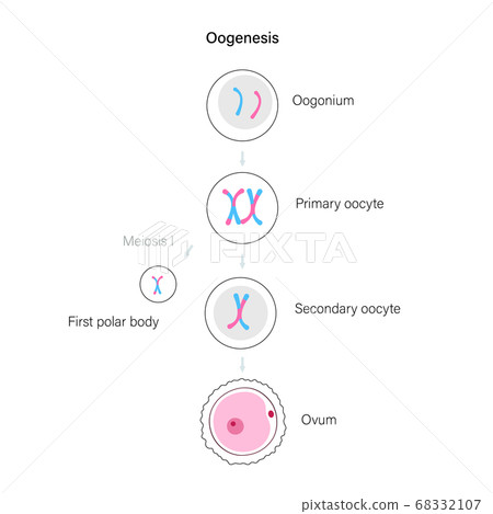 Reproductive system concept 68332107