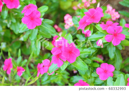 Impatience Flower 68332993