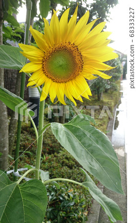 向日葵 向日葵 68333227