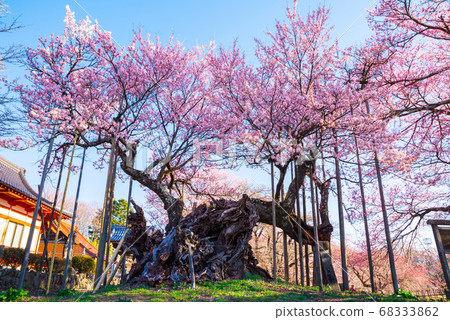 Yamataka Jindai Sakura (Jinji Temple, Hokuto City, Yamanashi Prefecture) Spring 2020 Yamataka Jindai Sakura (Jinji Temple, Hokuto City, Yamanashi Prefecture) Spring 2020 68333862