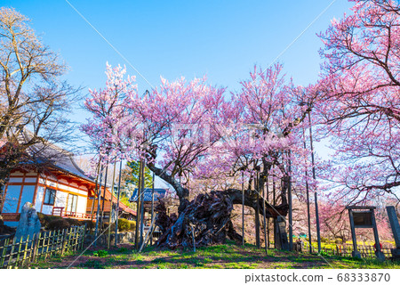 Yamataka Jindai Sakura (Jinji Temple, Hokuto City, Yamanashi Prefecture) Spring 2020 68333870