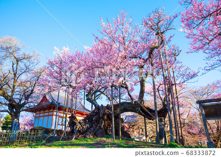 Yamataka Jindai櫻花（山梨縣北斗市Jinji寺）2020年春季 68333872