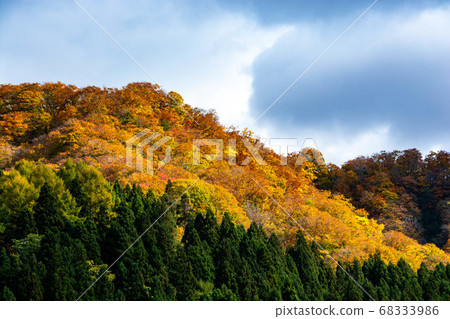 Colorful forest in the sunlight 68333986