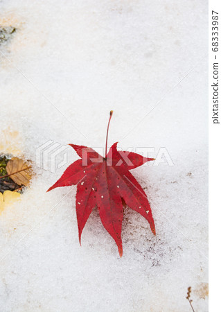 Maple leaves on snow Maple leaves on snow 68333987