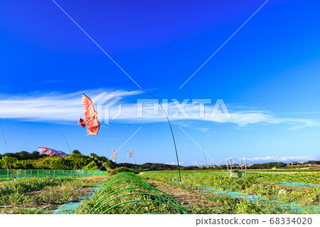 Agriculture on the soil of the Shonan Miura Peninsula Sunny fields overlooking Mt. Fuji (summer) Agriculture on the soil of the Shonan Miura Peninsula Sunny fields overlooking Mt. Fuji (summer) 68334020