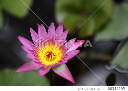 Lotus flower in Toyota City Nishiyama Park 68334295