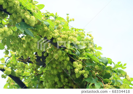 跳果 跳果 68334418