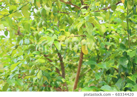 Fruit of lemon Fruit of lemon 68334420