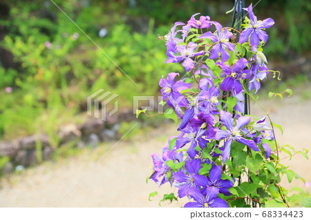 Clematis flower Clematis flower 68334423