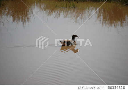 African savanna African savanna 68334818
