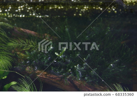 Willow Moss and Matsumo Willow Moss and Matsumo 68335360