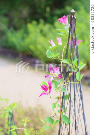 鐵線蓮花 68335720