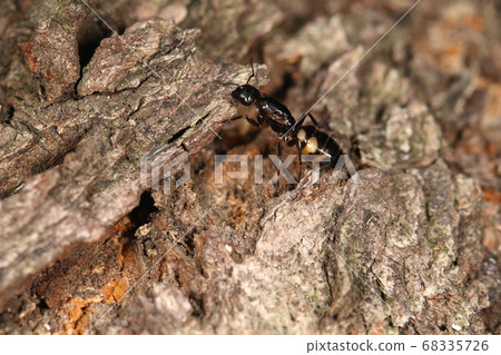 Creature Insect Yotsubo Shio Ali, June. Young Queen Ali prepares for nesting with old cherry tree? About 1 cm in size 68335726